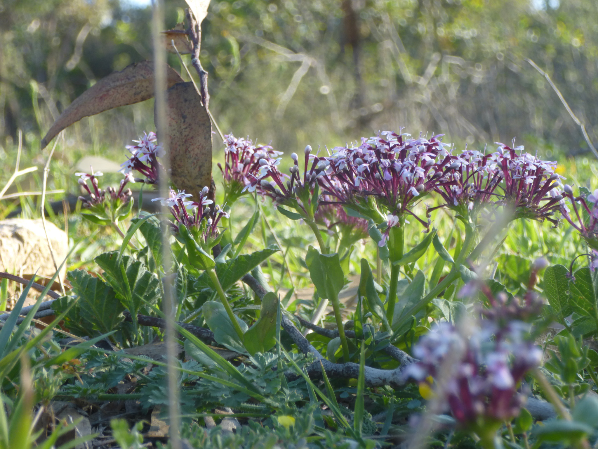 Panasonic DMC-SZ9 sample photo. Spring flowers photography