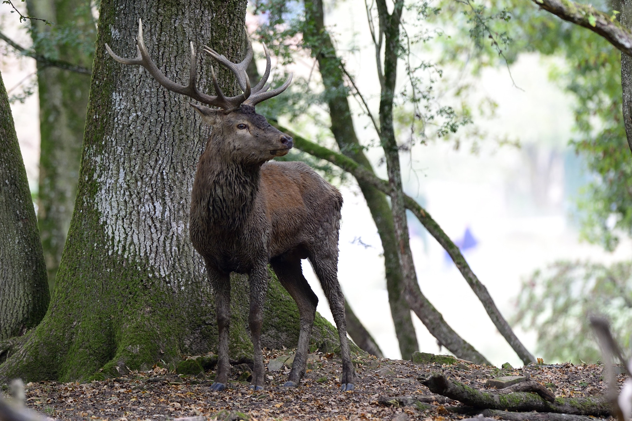 Nikon D4 + Nikon AF-S Nikkor 500mm F4G ED VR sample photo. Cerf photography