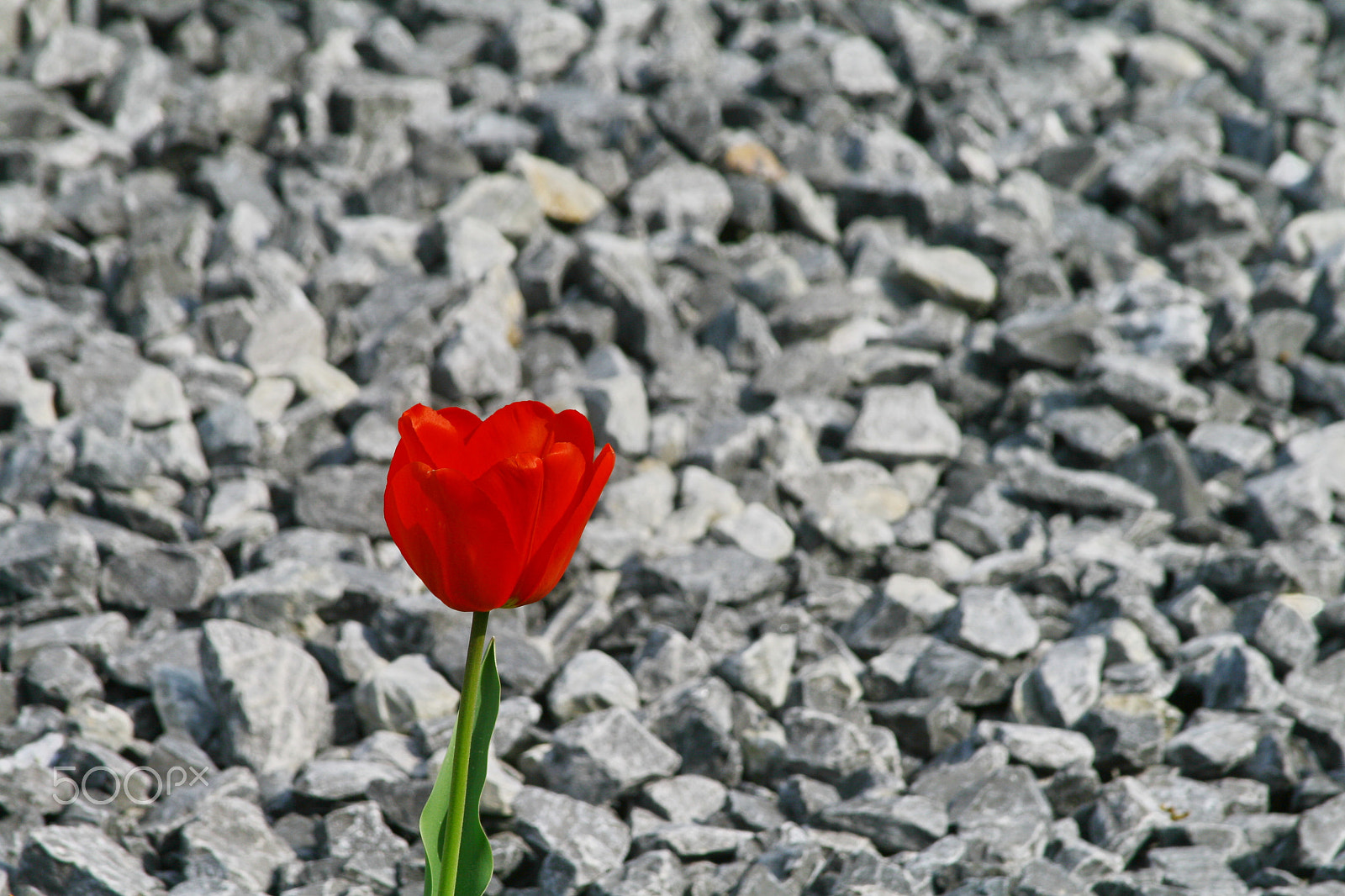 Canon EF 28-135mm F3.5-5.6 IS USM sample photo. Tulpe 2 photography