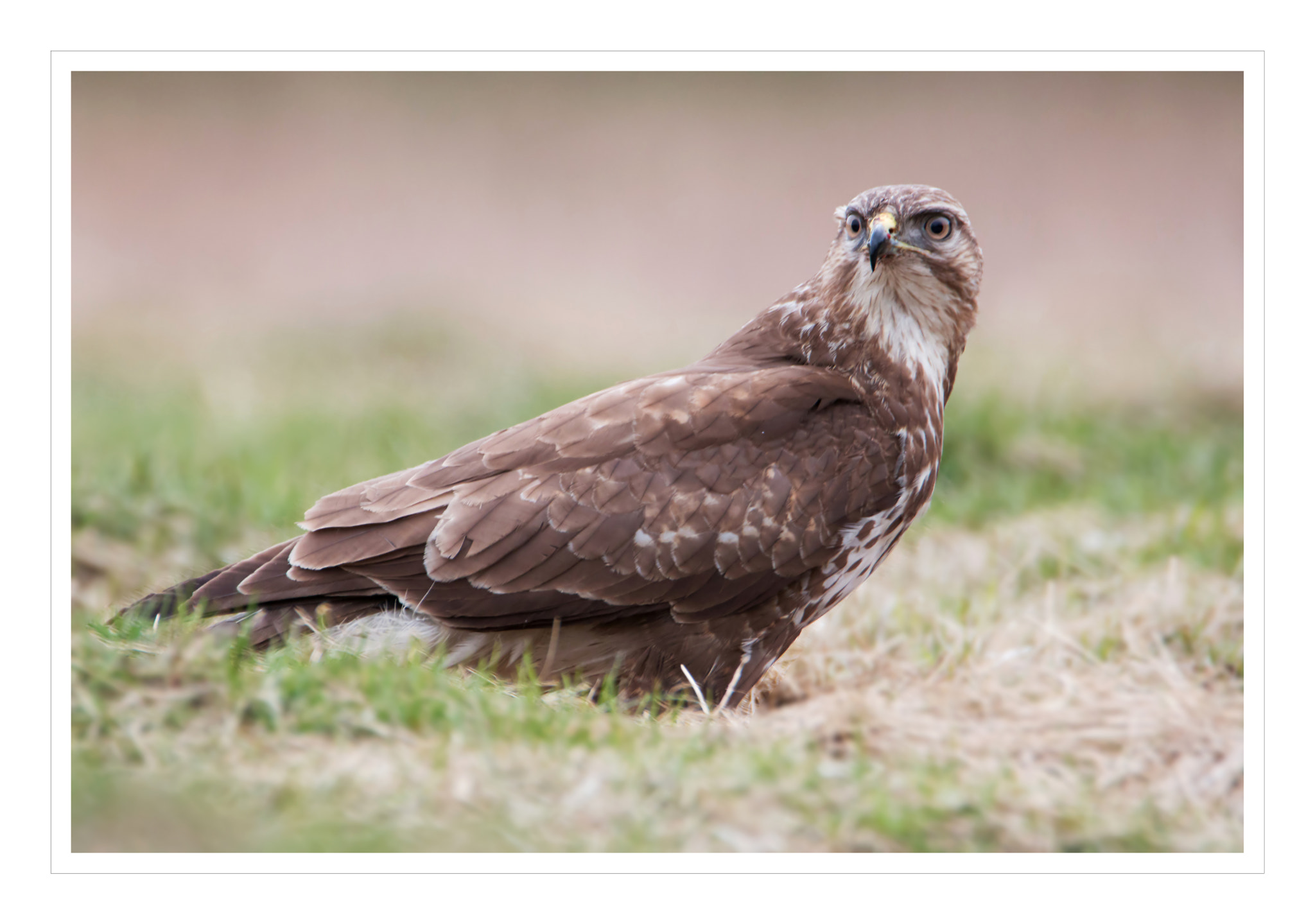 Tamron SP 150-600mm F5-6.3 Di VC USD sample photo. "buteo  buteo" photography