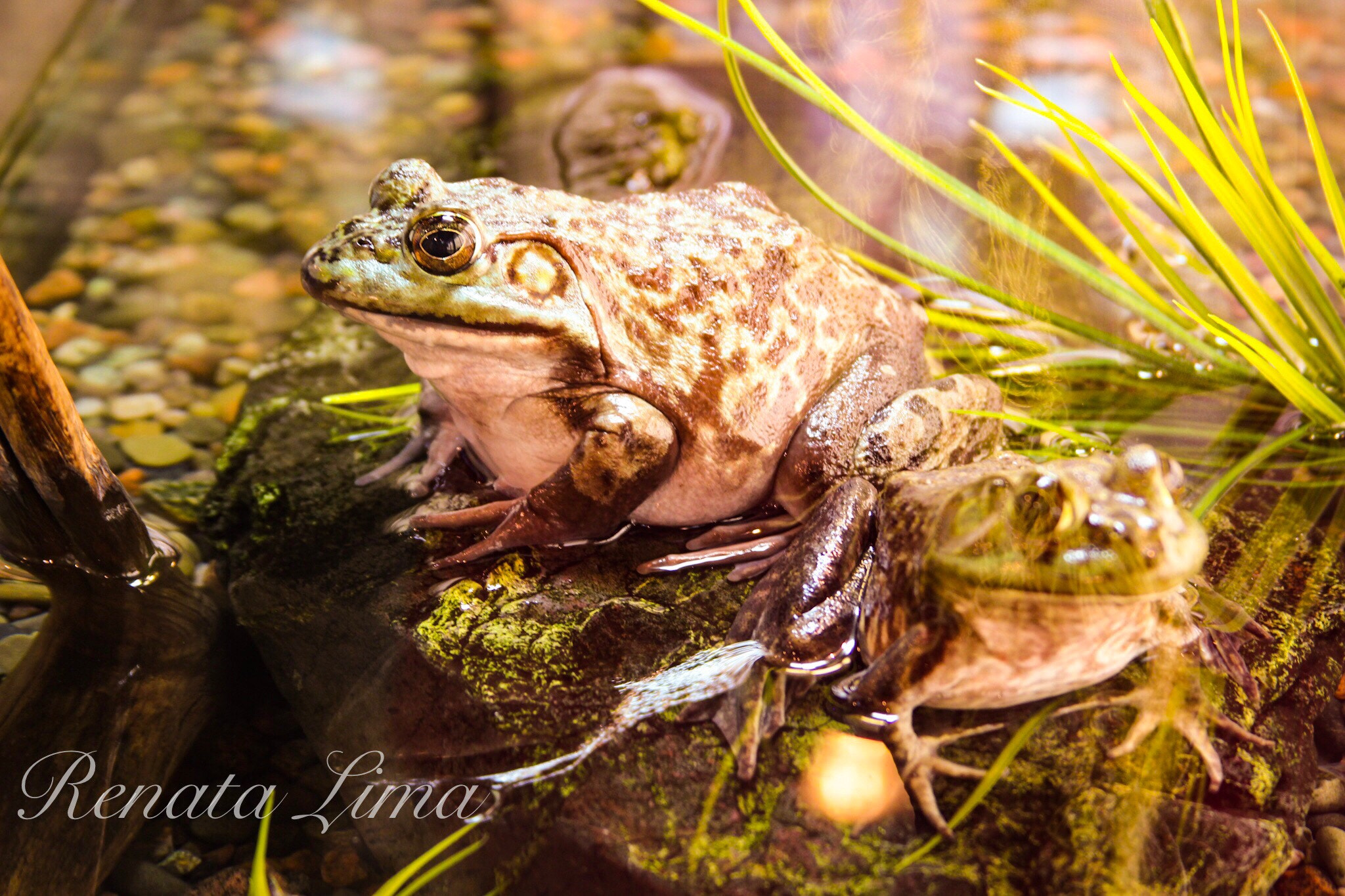 Canon EF 28-135mm F3.5-5.6 IS USM sample photo. Frogs photography