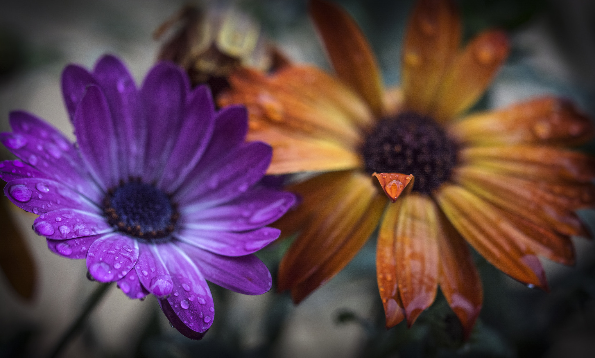 Sigma 105mm F2.8 EX DG OS HSM sample photo. Spring is coming 9 photography