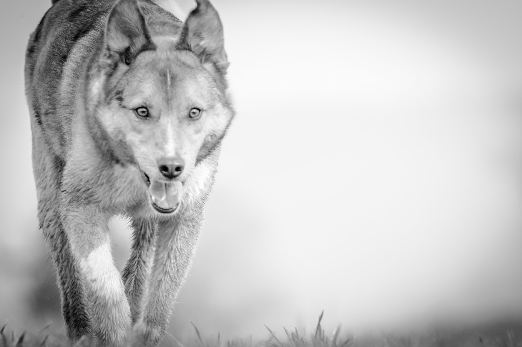 Sigma 150-600mm F5-6.3 DG OS HSM | C sample photo. A little tired dog on the walk photography