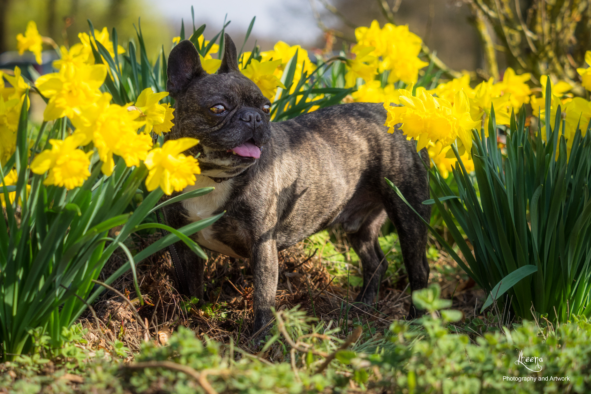 Olympus OM-D E-M1 sample photo. Kenny, lord of the flowers... photography