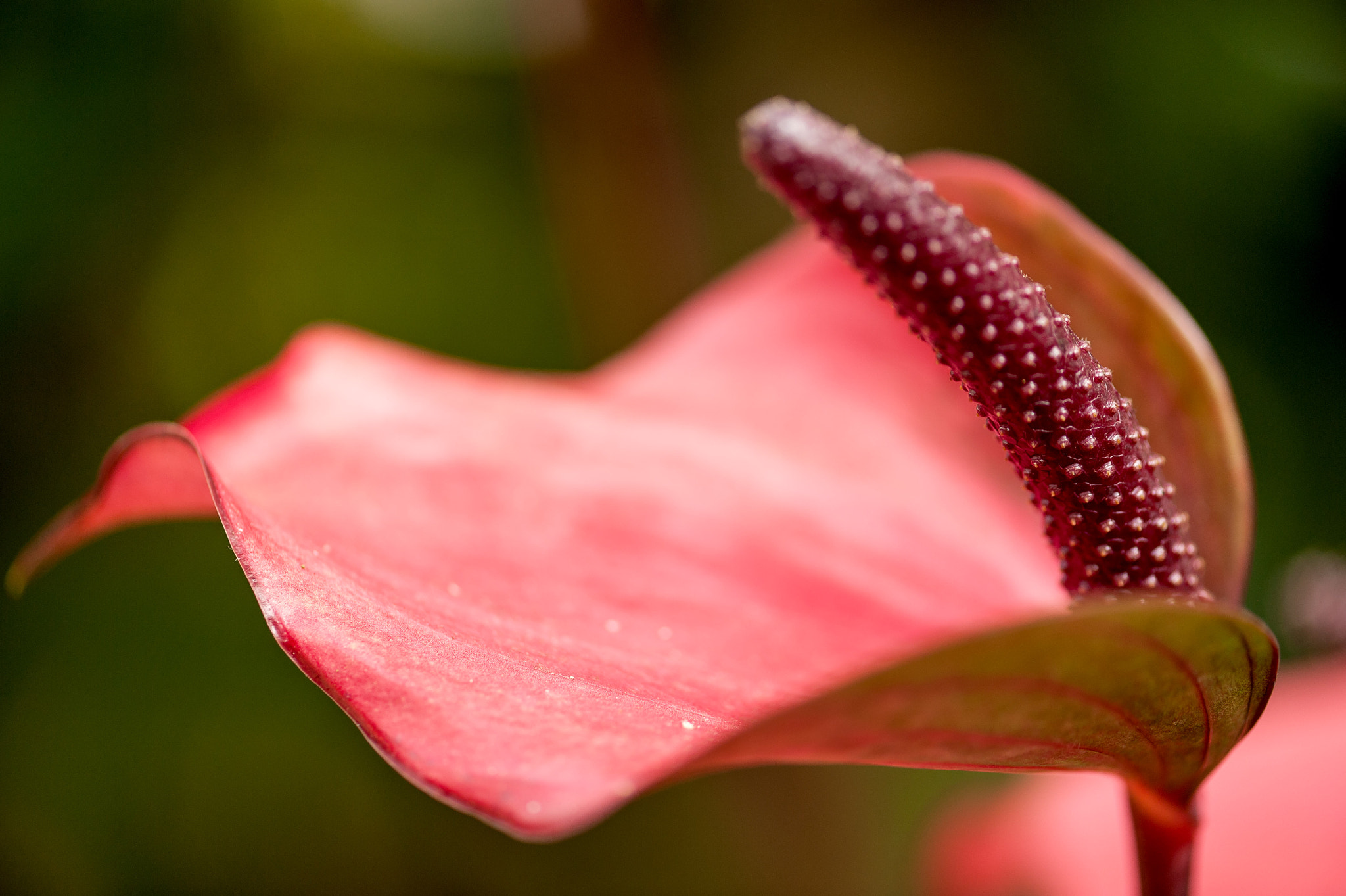 Nikon AF-S Micro-Nikkor 105mm F2.8G IF-ED VR sample photo. Anthurium photography