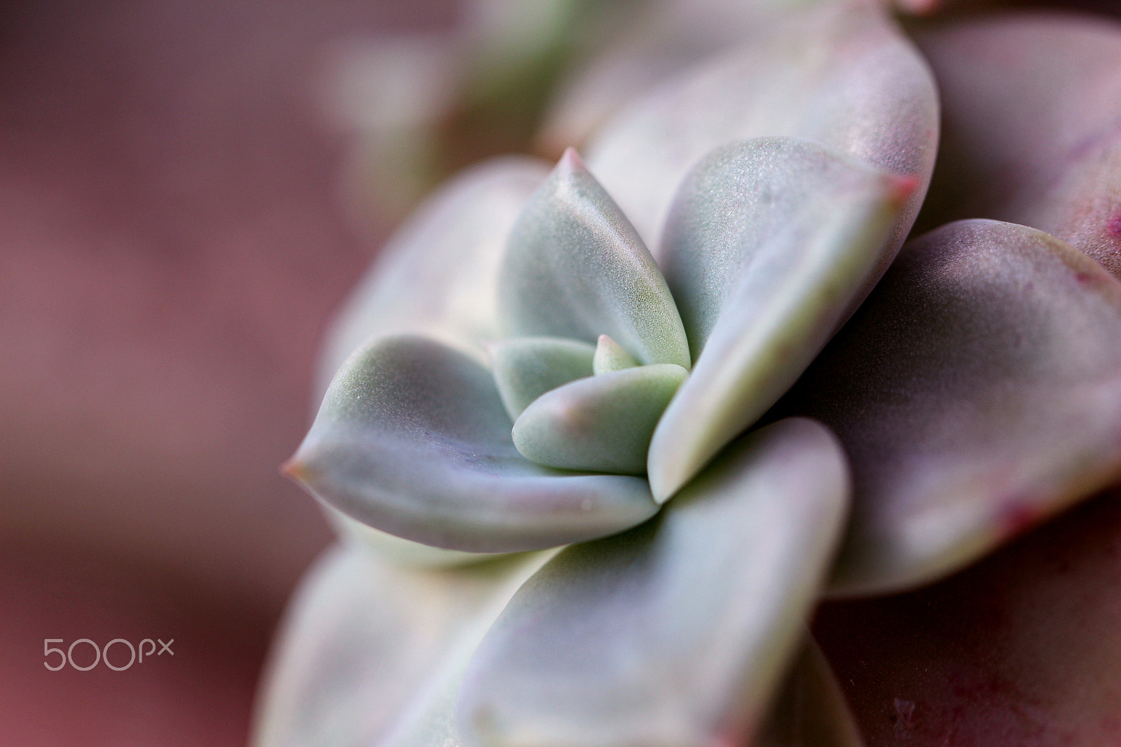 Canon EF 100mm F2.8L Macro IS USM sample photo. Flesh plant 2 (다육이) photography