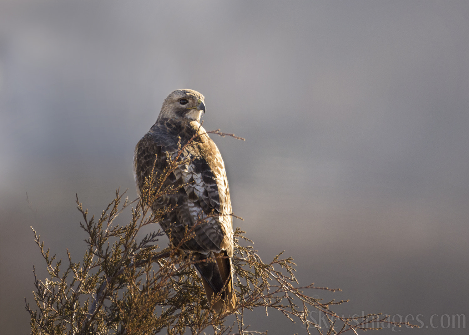 Nikon D7200 sample photo. Light and lovely (red-tailed hawk) photography