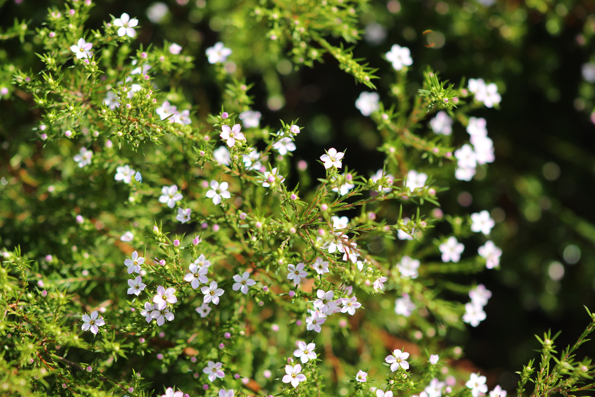 Canon EF 75-300mm f/4-5.6 USM sample photo