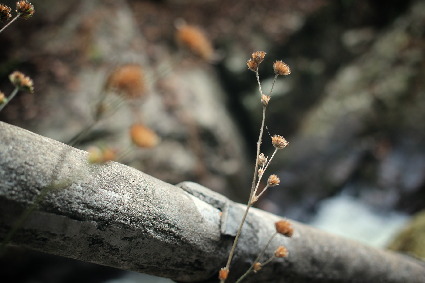 Canon EOS 600D (Rebel EOS T3i / EOS Kiss X5) + Canon EF 40mm F2.8 STM sample photo. Dalat photography