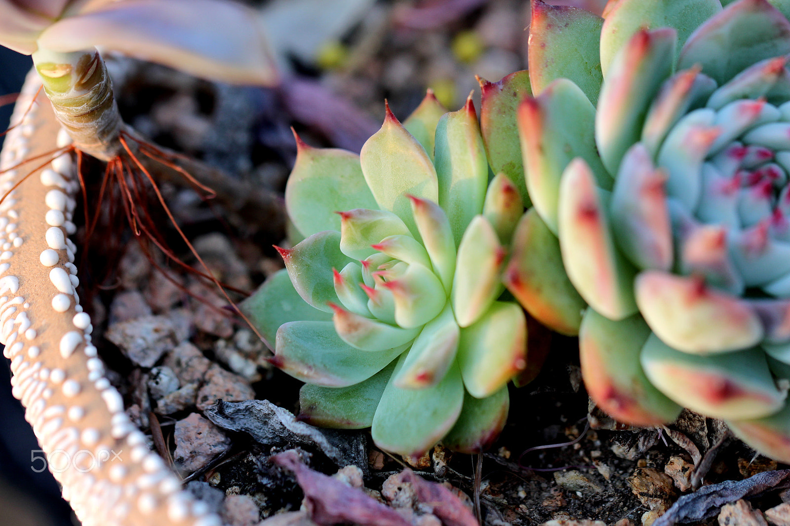 Canon EF 100mm F2.8L Macro IS USM sample photo. Flesh plant 3 (다육이) photography