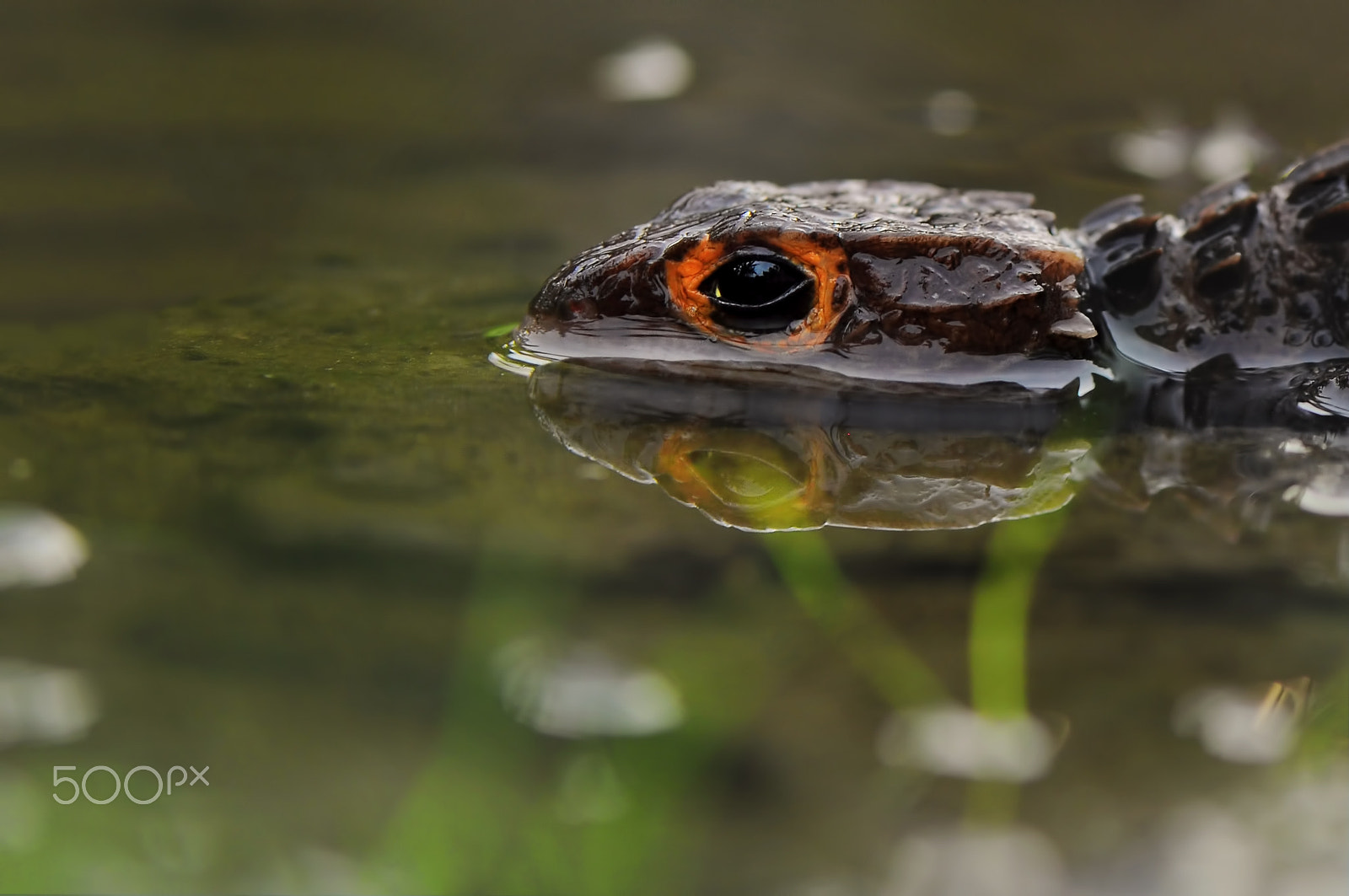 Nikon AF-S Micro-Nikkor 105mm F2.8G IF-ED VR sample photo. Hidden in water photography