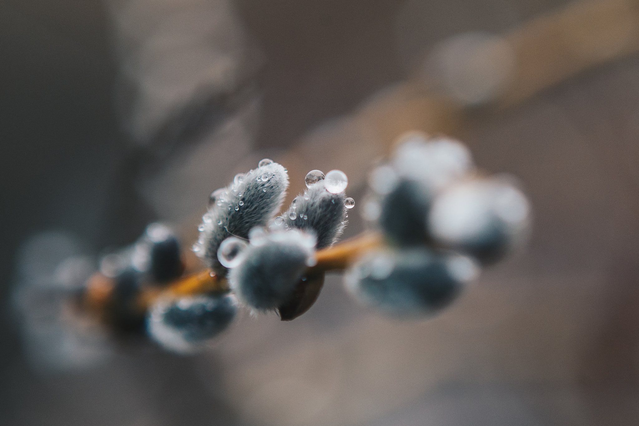 Canon EOS-1D Mark III sample photo. Spring scent photography