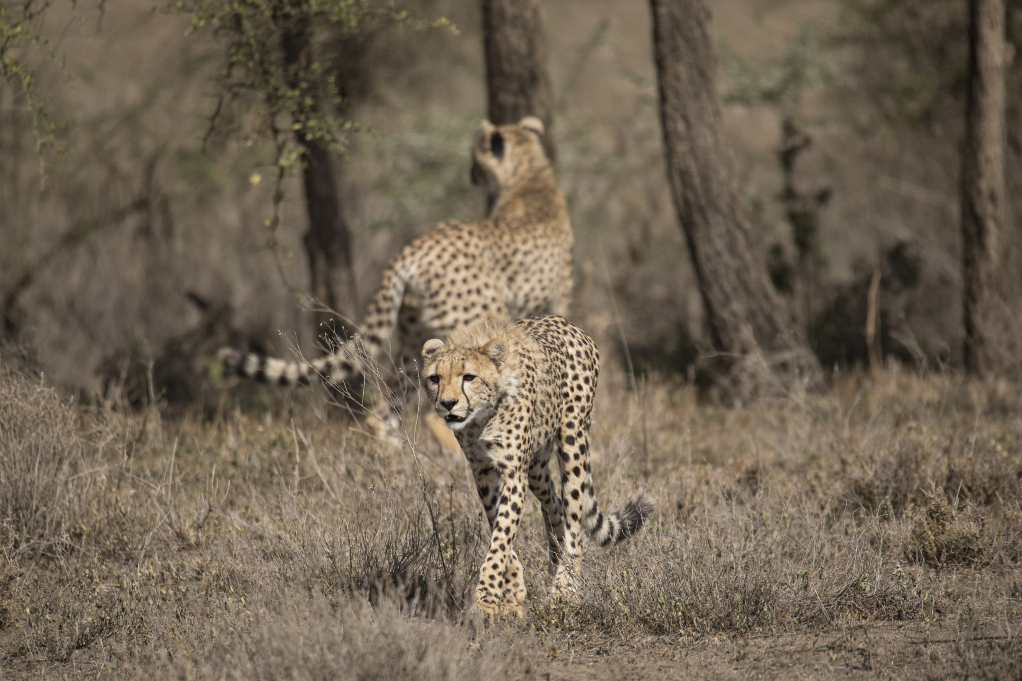 150-600mm F5-6.3 DG OS HSM | Sports 014 sample photo. Ta photography