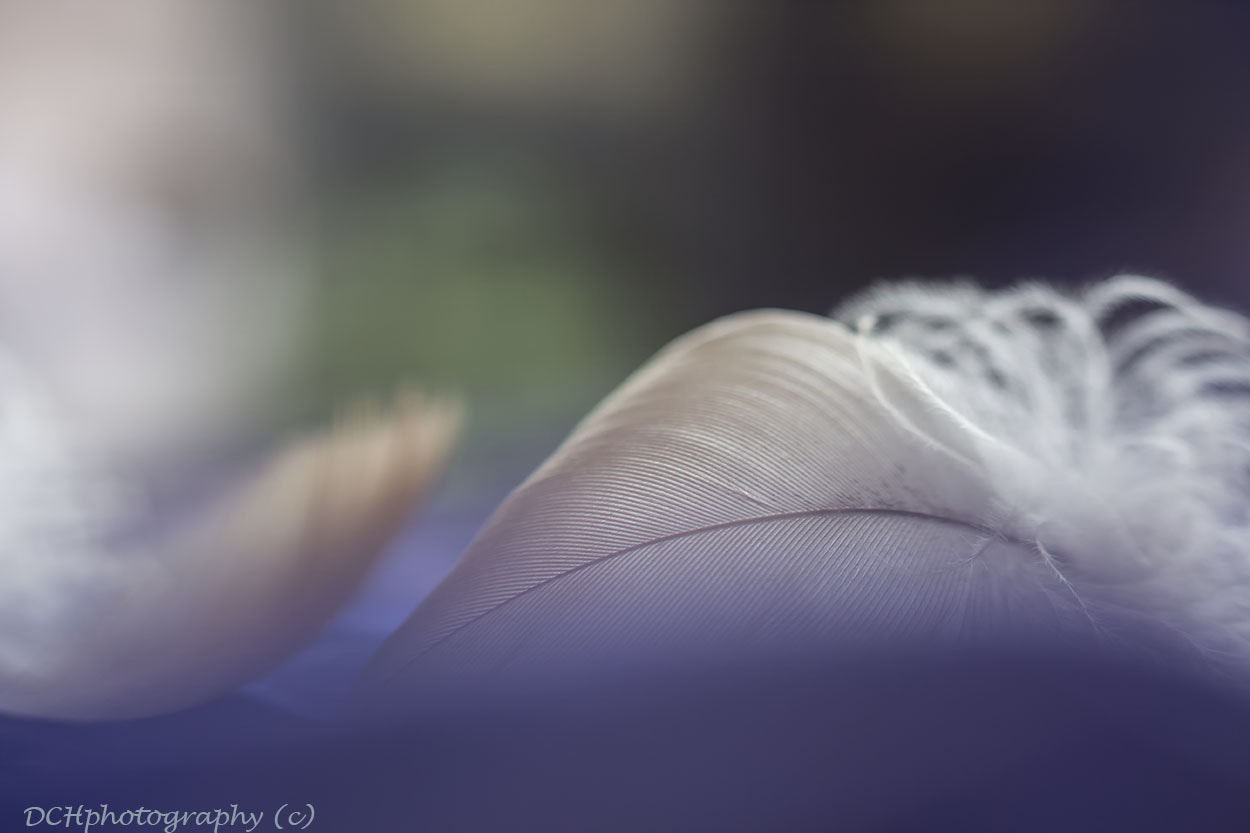 Canon EF 100mm F2.8L Macro IS USM sample photo. Light as a feather photography