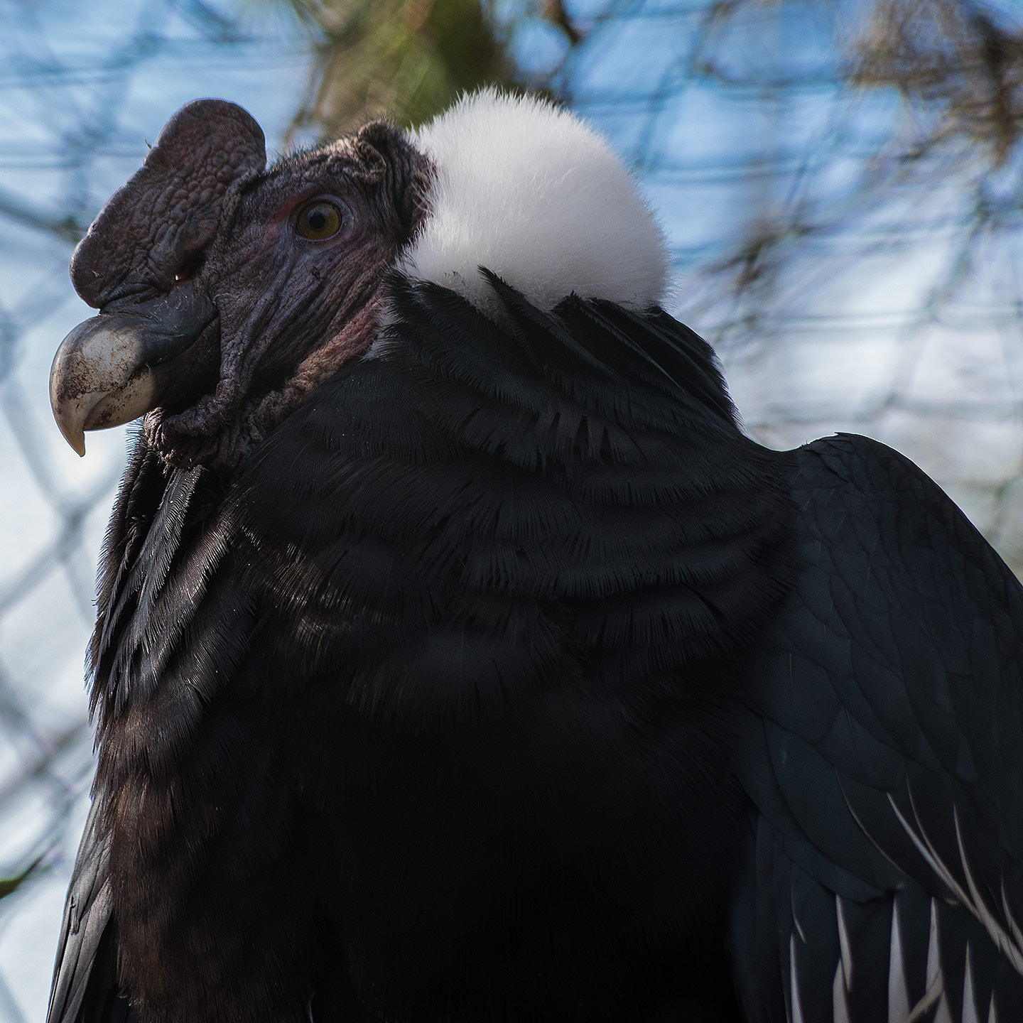 Pentax smc DA 55-300mm F4.0-5.8 ED sample photo. Andean condor photography