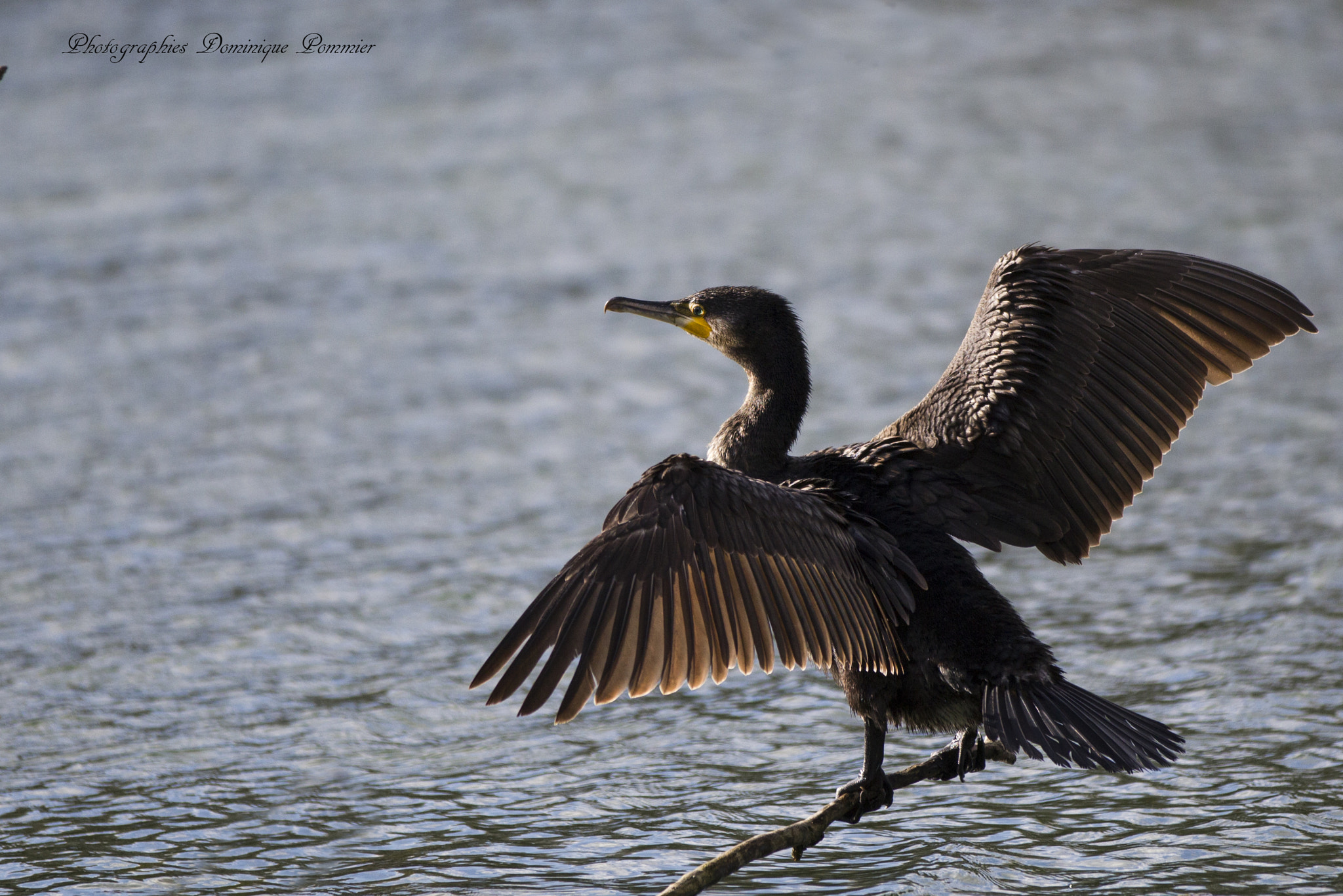 Canon EF 70-200mm F2.8L IS II USM sample photo. Séchage photography