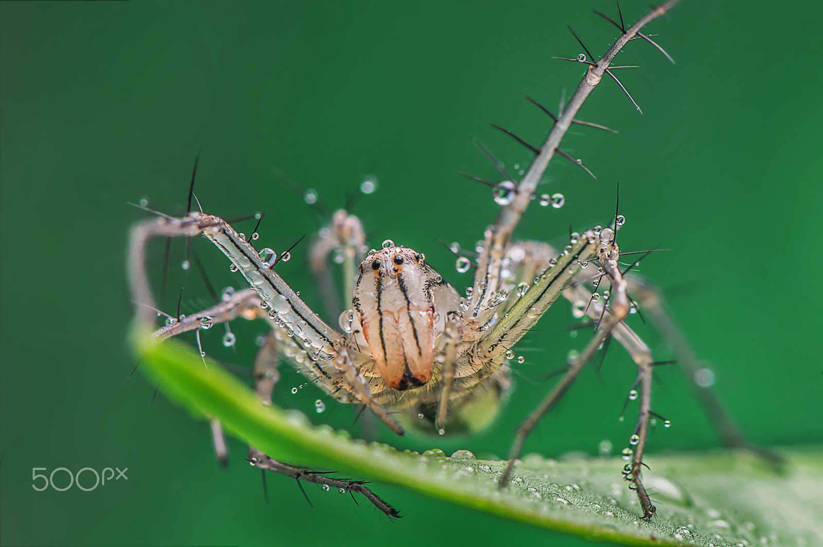 Nikon AF-S Micro-Nikkor 105mm F2.8G IF-ED VR sample photo. On drops photography