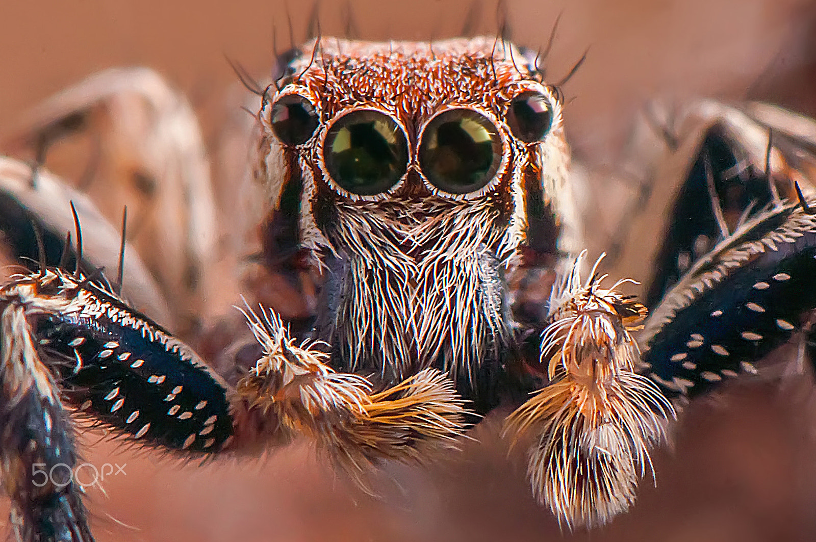 Nikon AF-S Micro-Nikkor 105mm F2.8G IF-ED VR sample photo. Hairy jumper photography