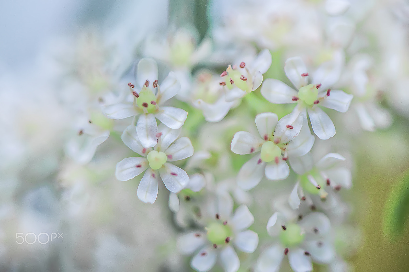 Nikon AF-S Micro-Nikkor 105mm F2.8G IF-ED VR sample photo. Glooming photography