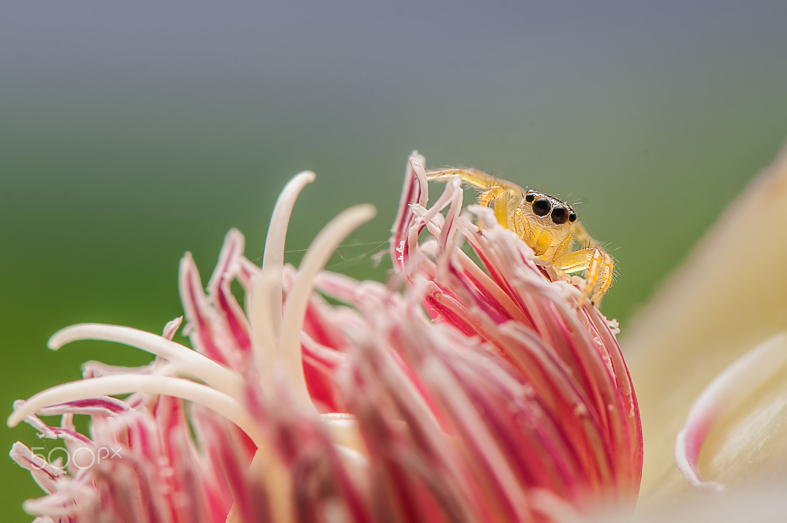 Nikon AF-S Micro-Nikkor 105mm F2.8G IF-ED VR sample photo. Peeping photography