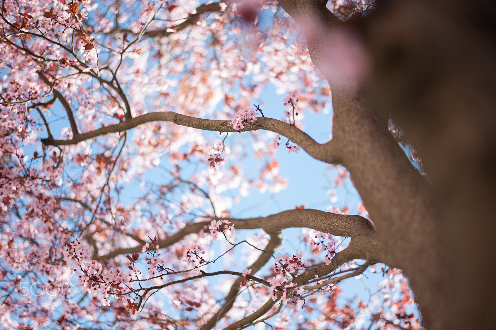 Nikon D700 sample photo. Spring pink blossom tree photography