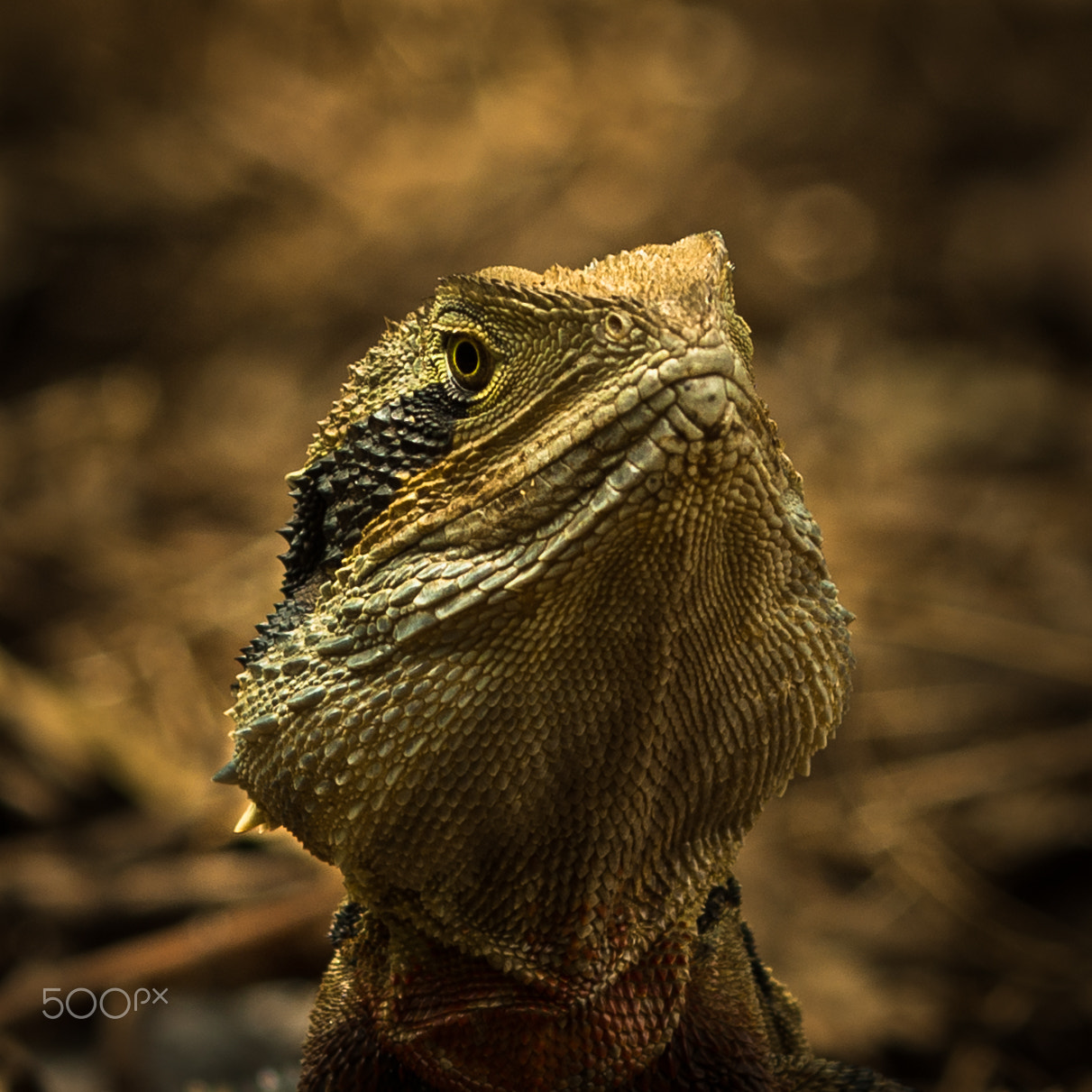 Pentax K-5 sample photo. Portrait of eastern water dragon photography