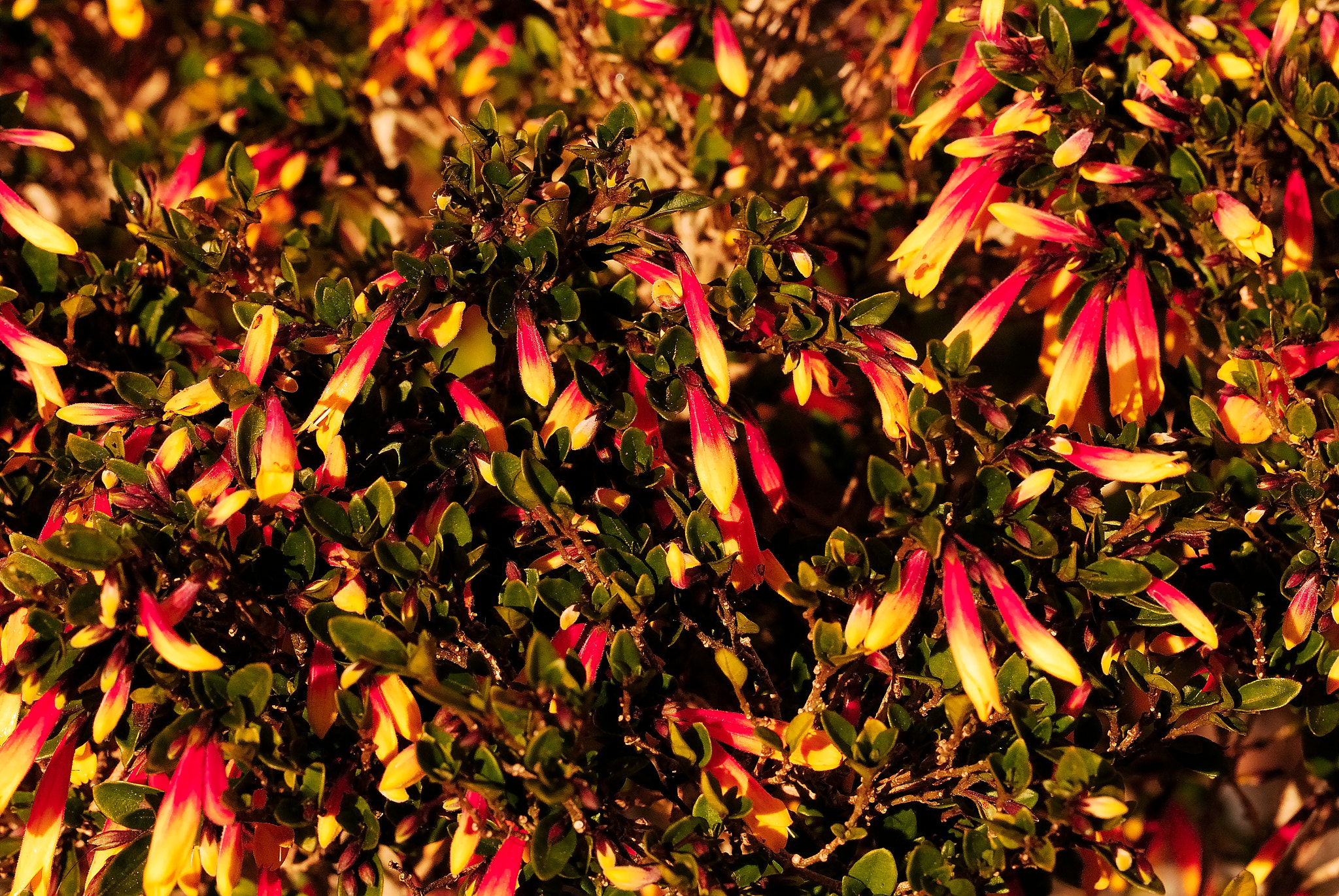 Nikon AF-S DX Micro-Nikkor 85mm F3.5G ED VR sample photo. Amencer alaranxado photography