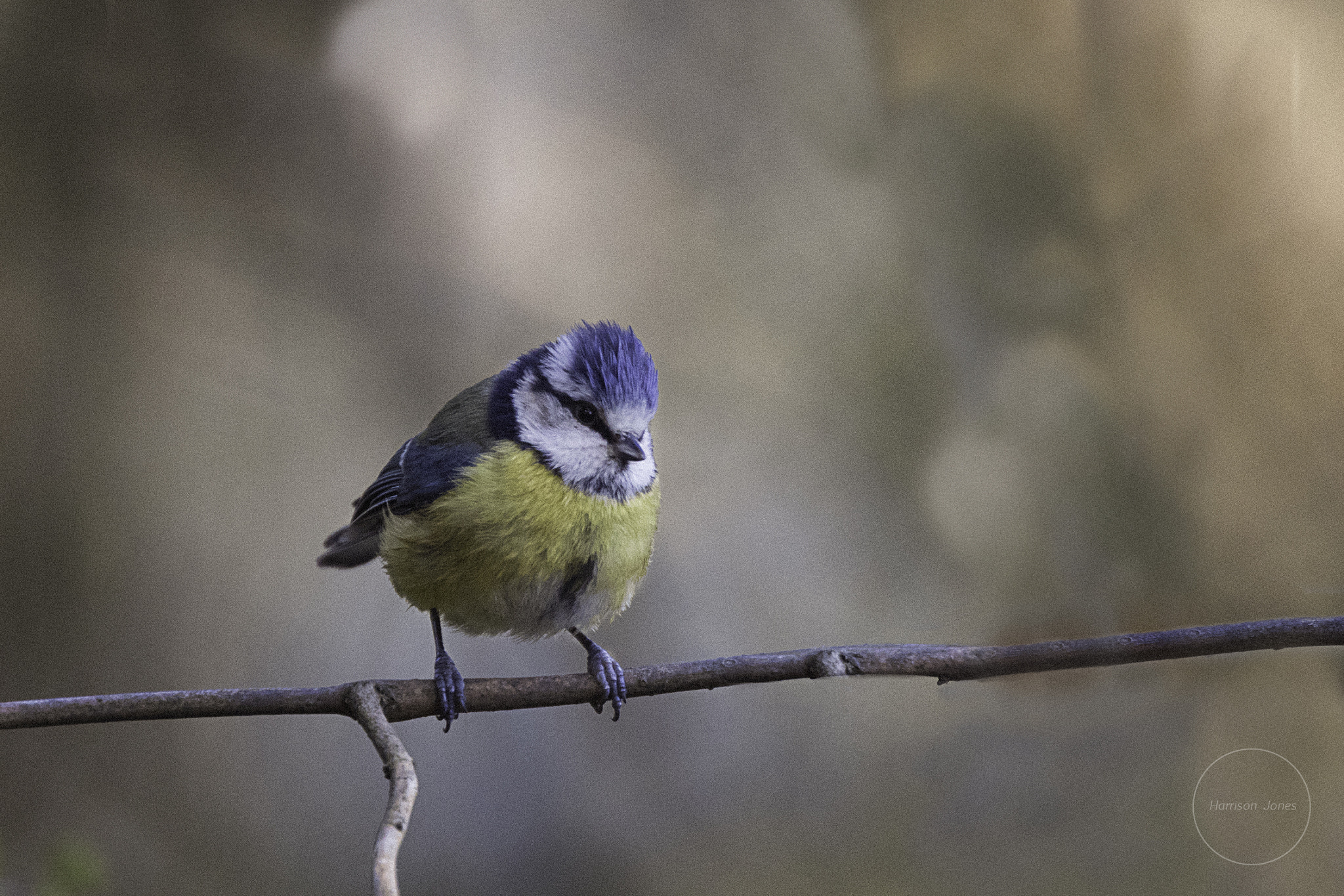 Canon EF 400mm F4.0 DO IS USM sample photo. Blue tit photography