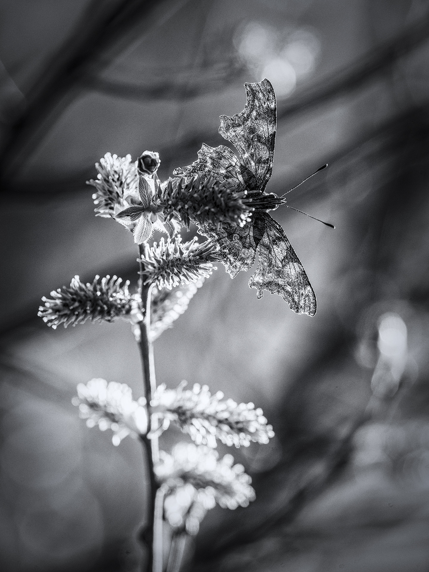 Nikon D750 + Nikon Nikkor AF-S 300mm F4E PF ED VR sample photo. Comma butterfly in b & w photography