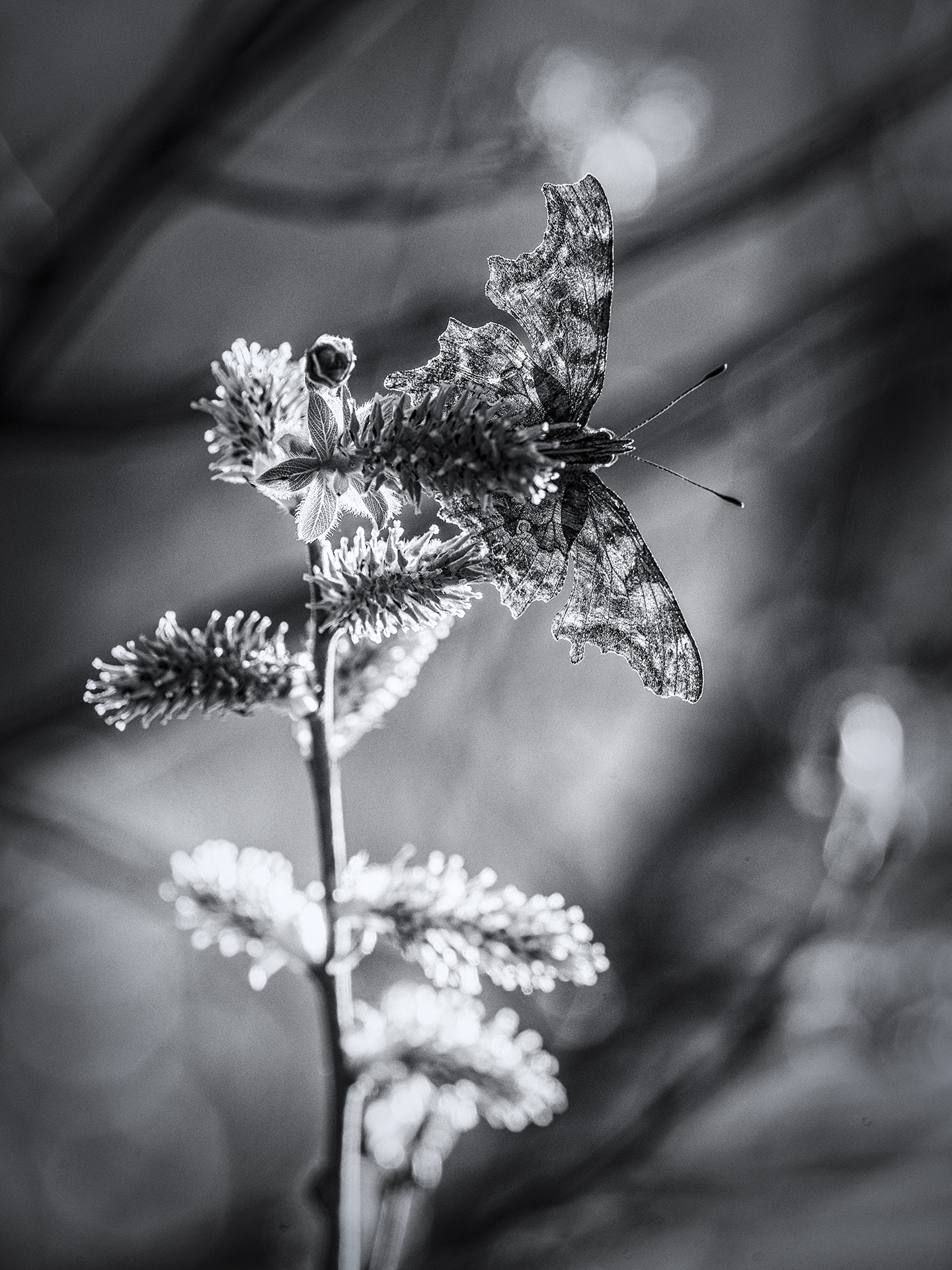 Nikon Nikkor AF-S 300mm F4E PF ED VR sample photo. Comma butterfly in b & w photography