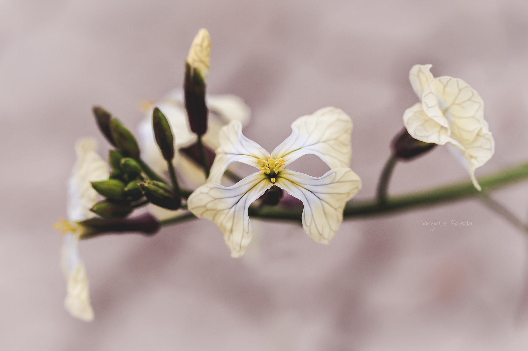 Canon EF-S 60mm F2.8 Macro USM sample photo. *** photography
