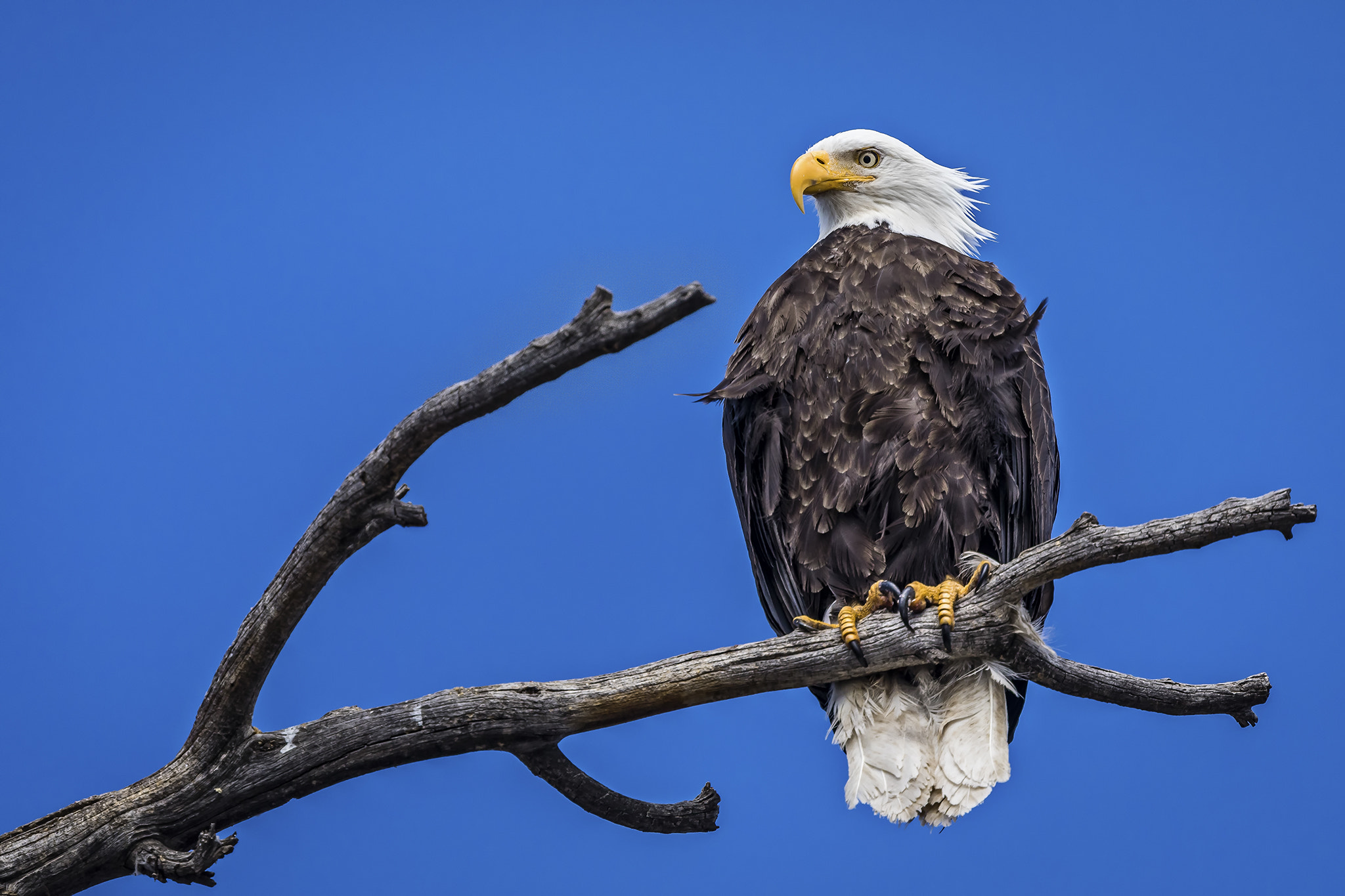 Canon EF 400mm F4 DO IS II USM sample photo. Windswept photography