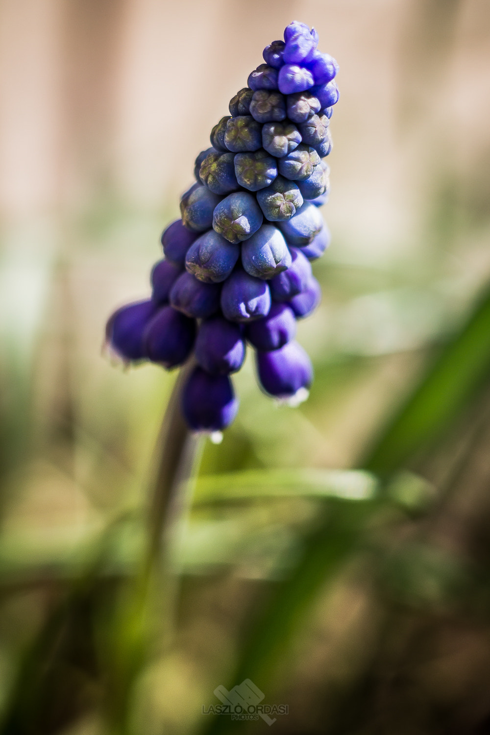 Canon EOS 1100D (EOS Rebel T3 / EOS Kiss X50) + Canon EF 50mm F1.8 II sample photo. Muscari macro photography