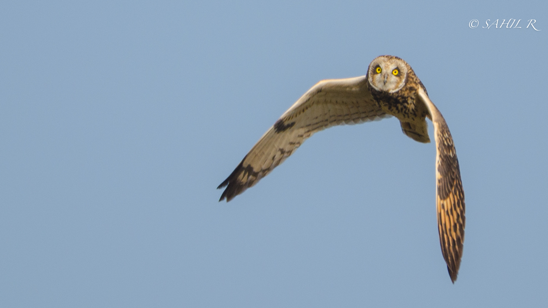 Nikon AF-S Nikkor 200-500mm F5.6E ED VR sample photo. Short eared owl photography