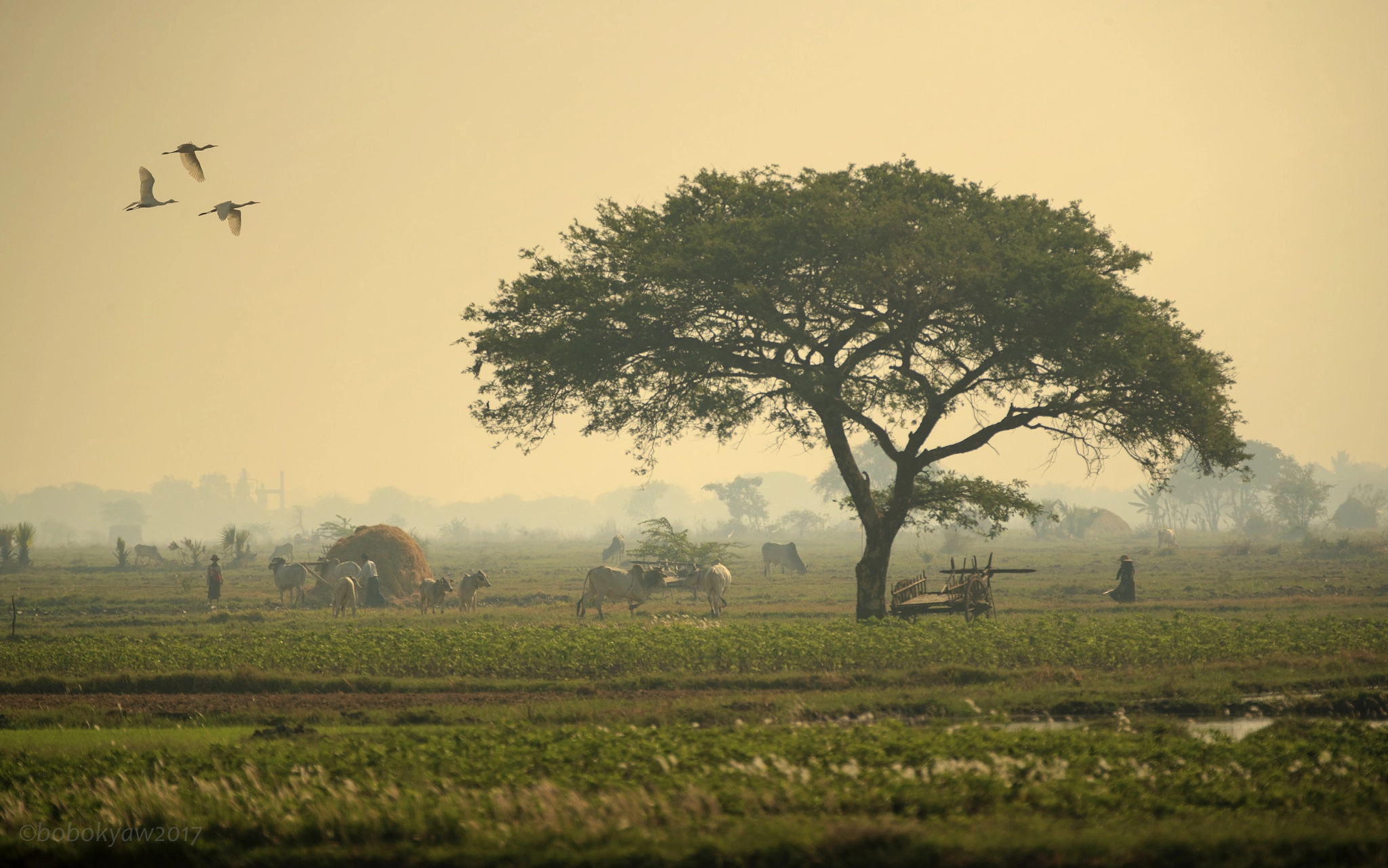 Canon EF 70-200mm F2.8L IS II USM sample photo. Summer morning photography