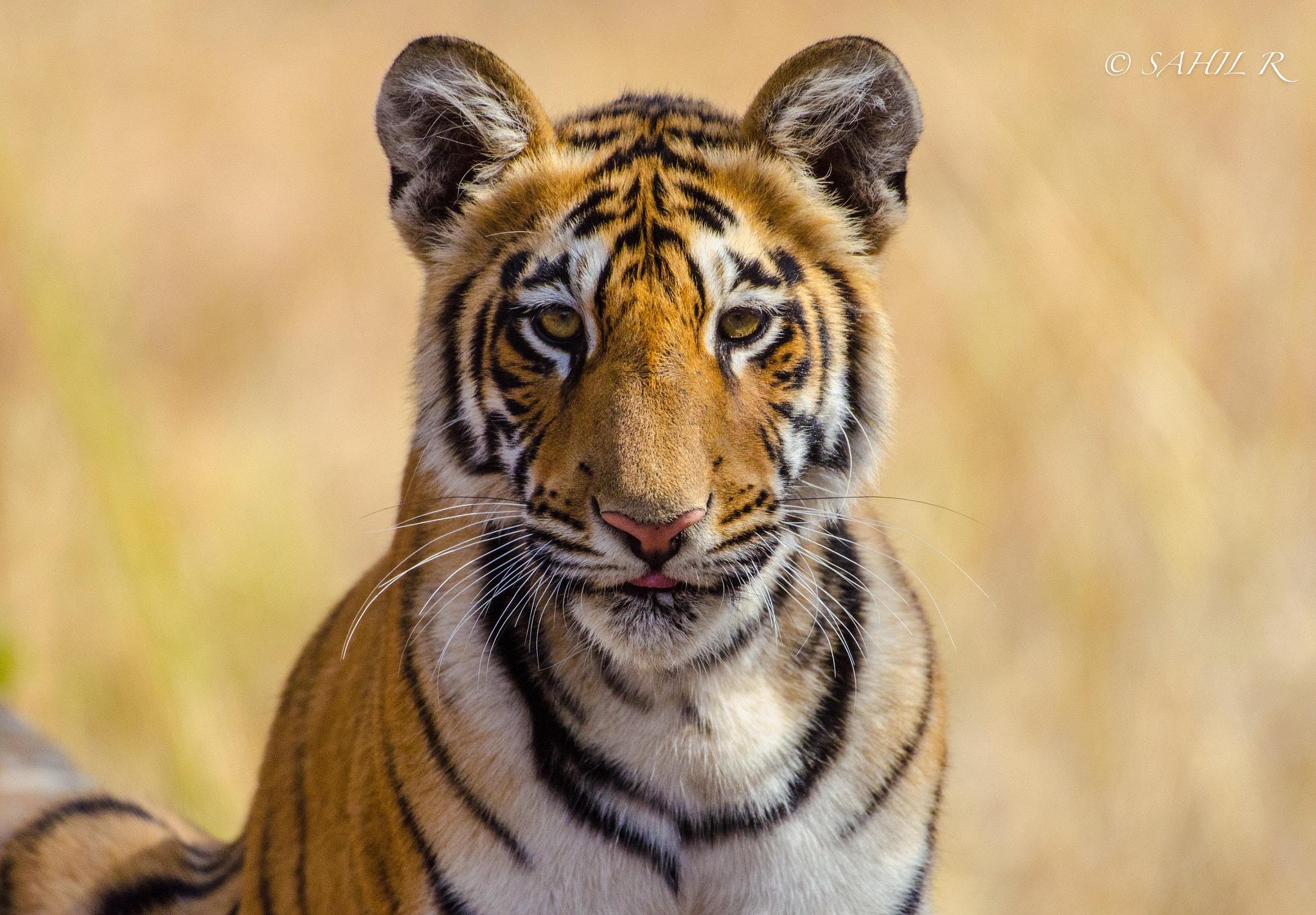 Nikon AF-S Nikkor 200-500mm F5.6E ED VR sample photo. Tiger cub photography