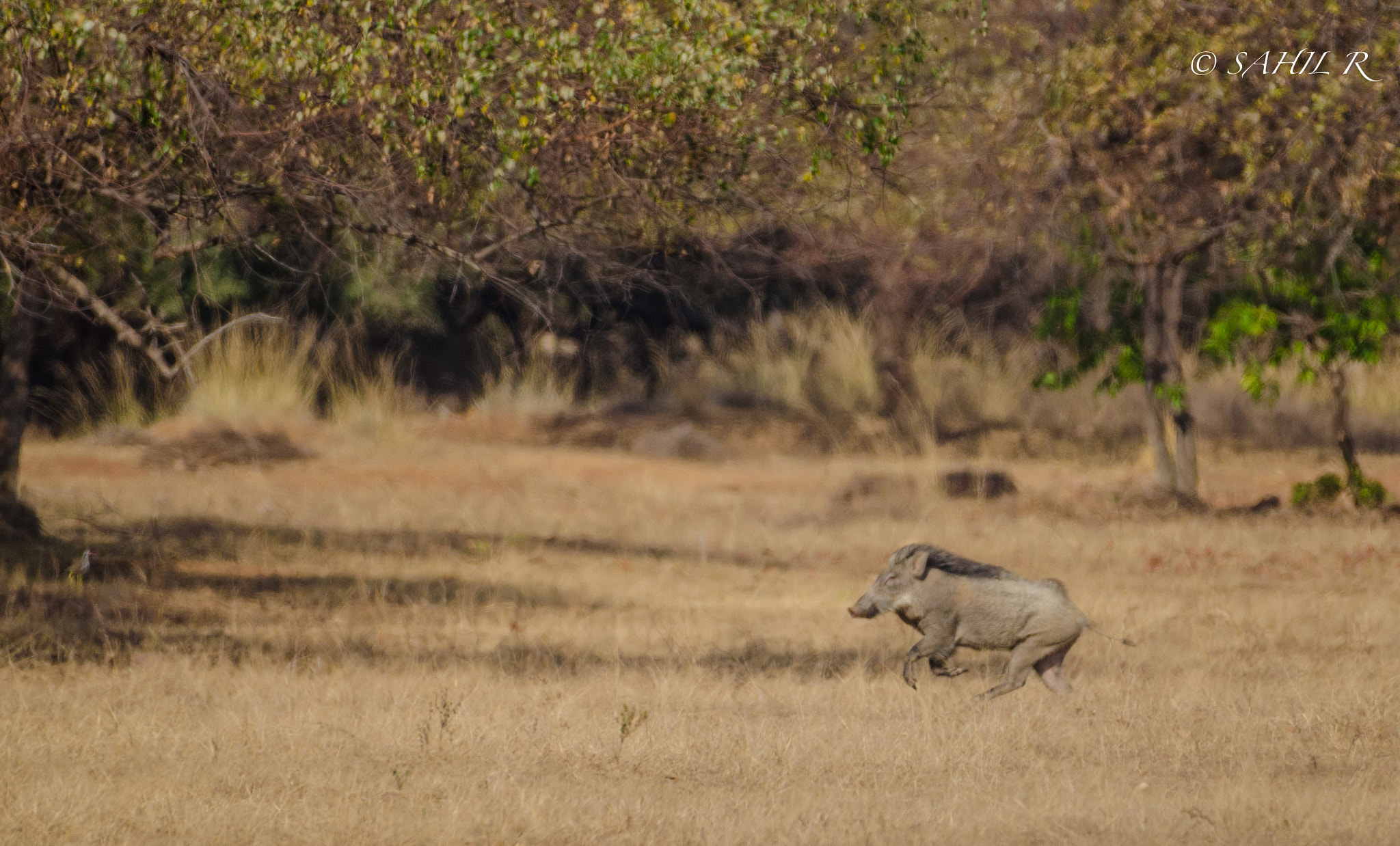 Nikon AF-S Nikkor 200-500mm F5.6E ED VR sample photo. Wild boar pumbaa photography