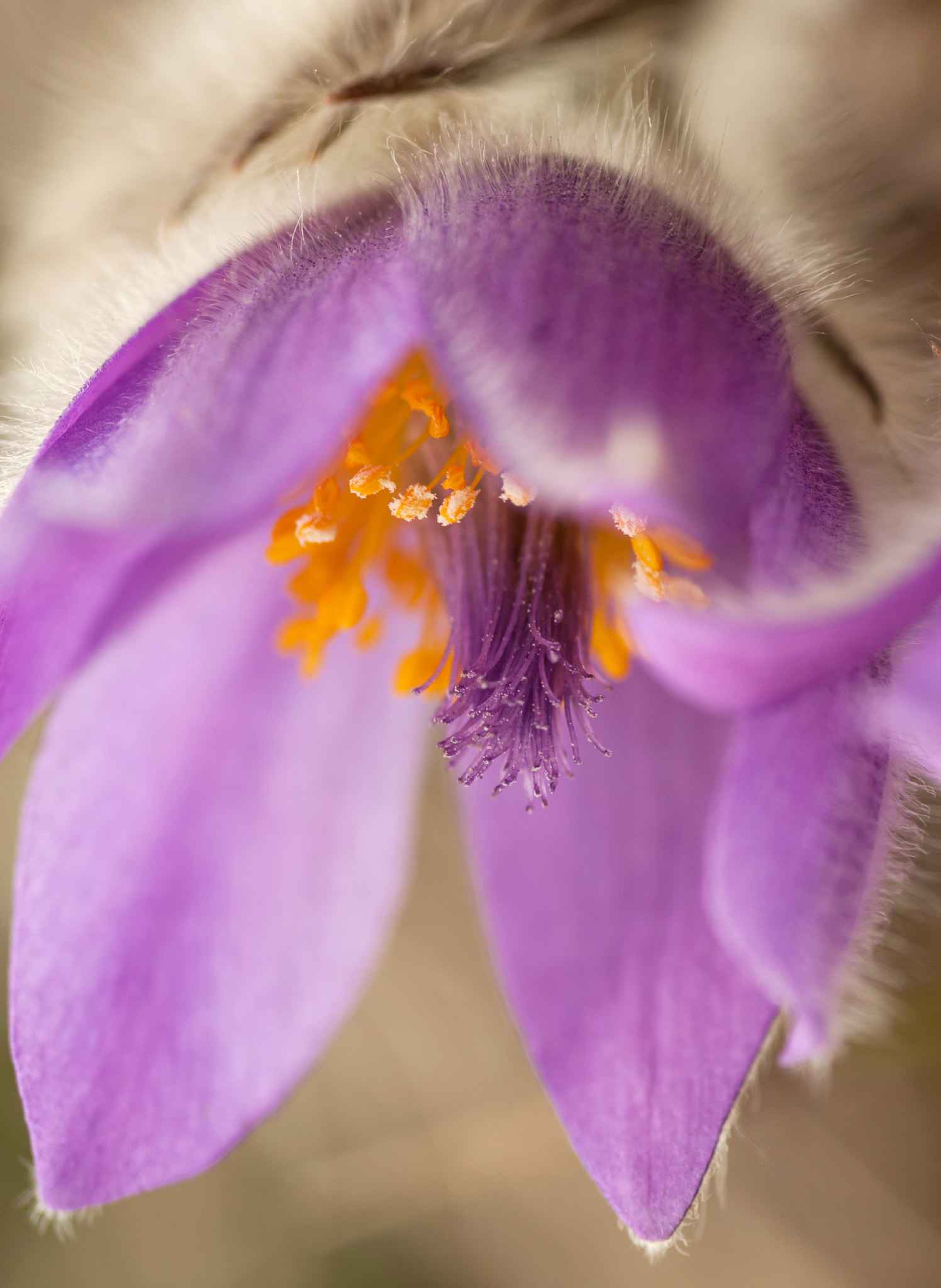 Pentax K10D + Pentax smc D-FA 100mm F2.8 Macro WR sample photo. Pasqueflower photography