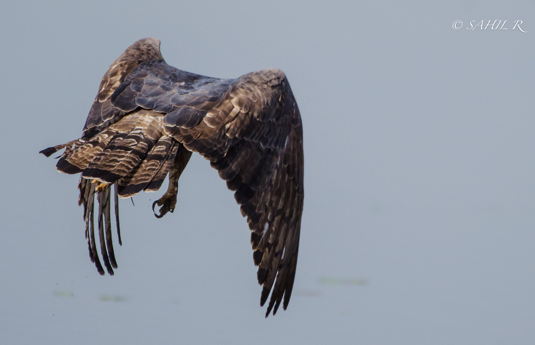 Nikon AF-S Nikkor 200-500mm F5.6E ED VR sample photo. Honey buzard in flight photography