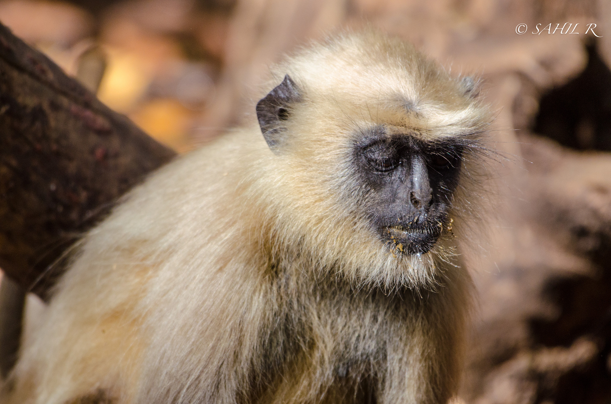 Nikon AF-S Nikkor 200-500mm F5.6E ED VR sample photo. Sleeping langur photography