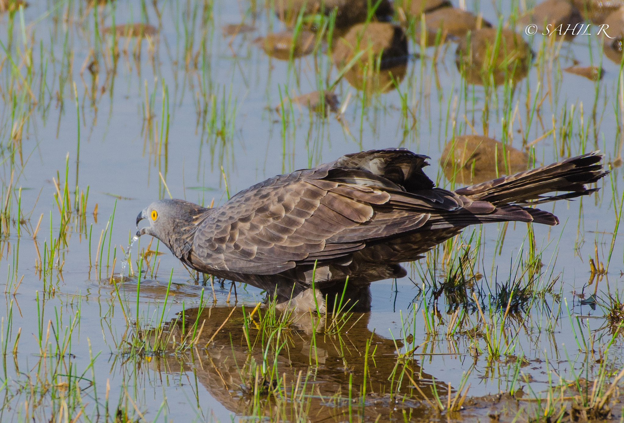 Nikon AF-S Nikkor 200-500mm F5.6E ED VR sample photo. Honey buzzard photography