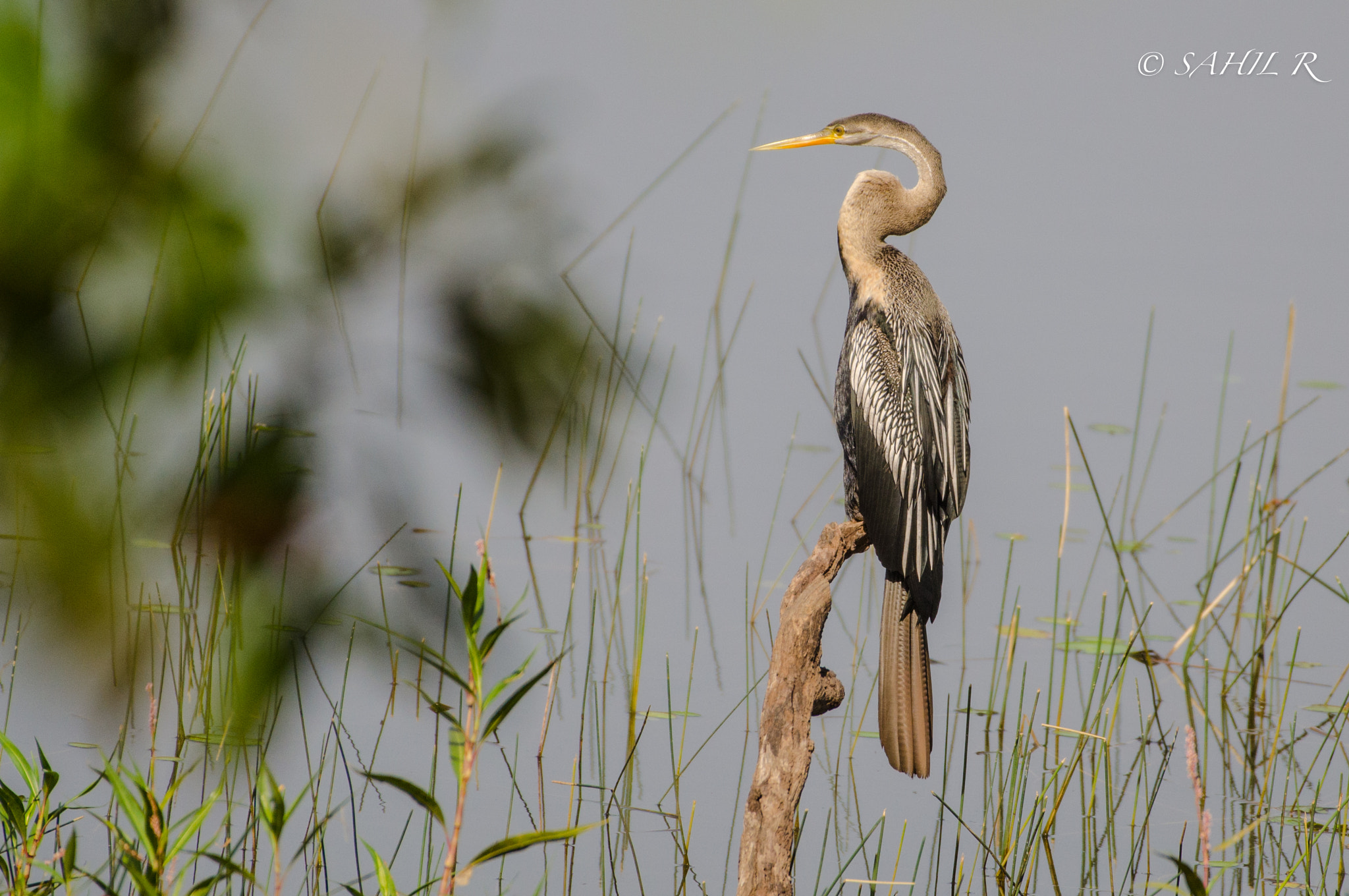 Nikon AF-S Nikkor 200-500mm F5.6E ED VR sample photo. Darter or snake bird photography