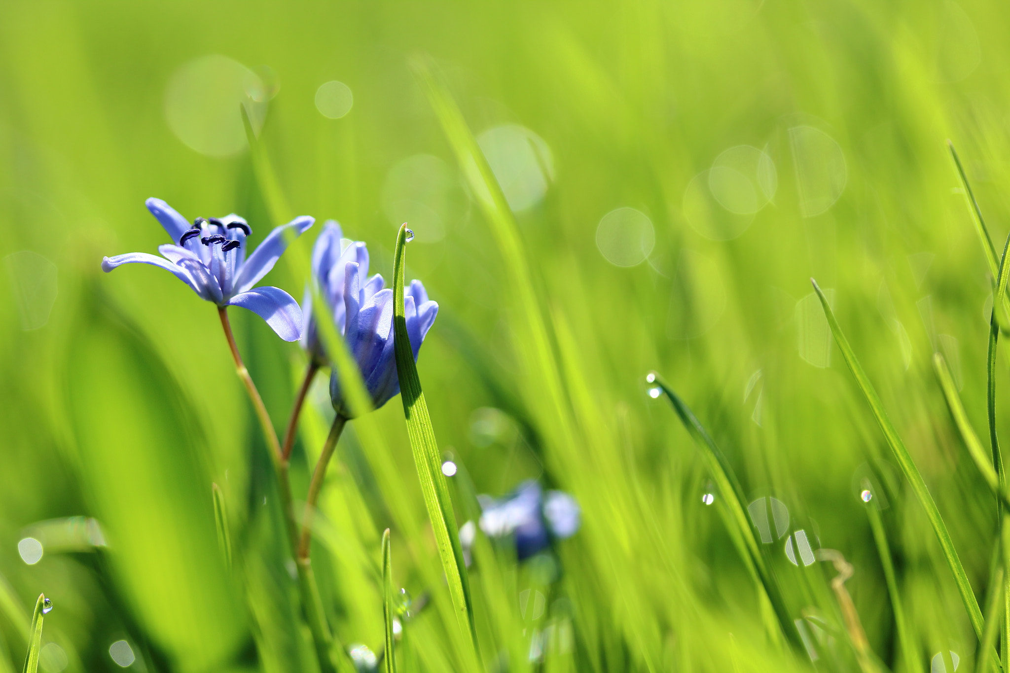 Canon EF-S 60mm F2.8 Macro USM sample photo. The earth gives birth again photography