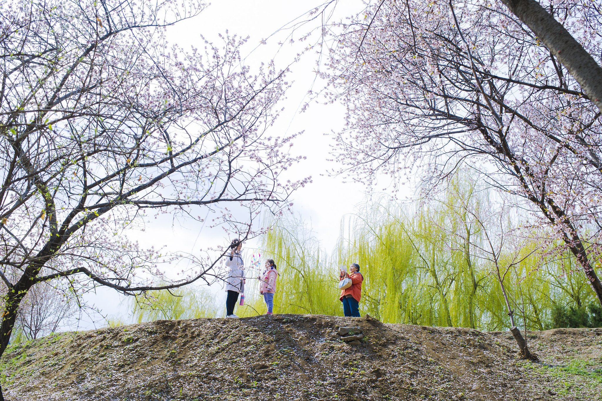 Nikon D3S + Nikon AF-S Nikkor 35mm F1.4G sample photo. 圆明园的春天，家人一起游玩 photography