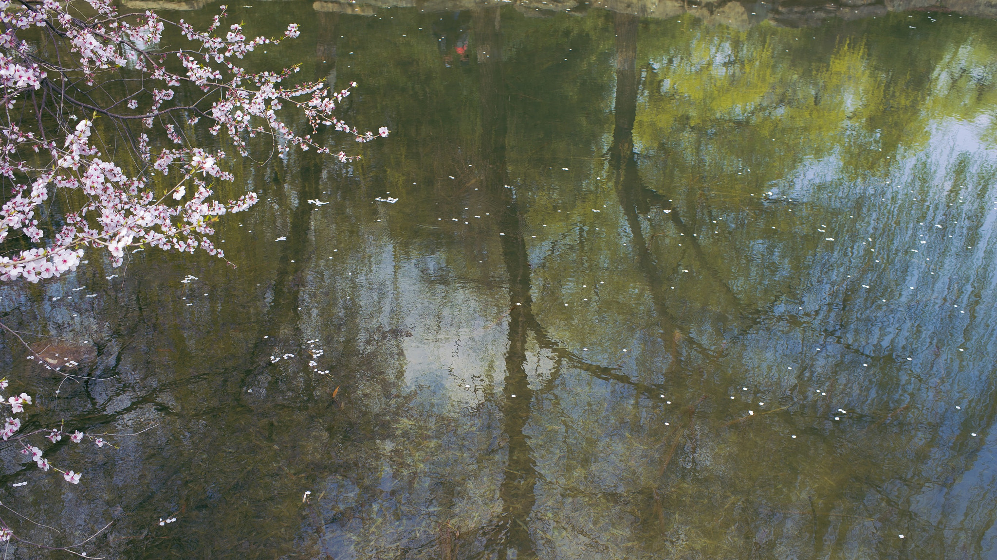 Nikon D3S + Nikon AF-S Nikkor 35mm F1.4G sample photo. 春桃花 photography