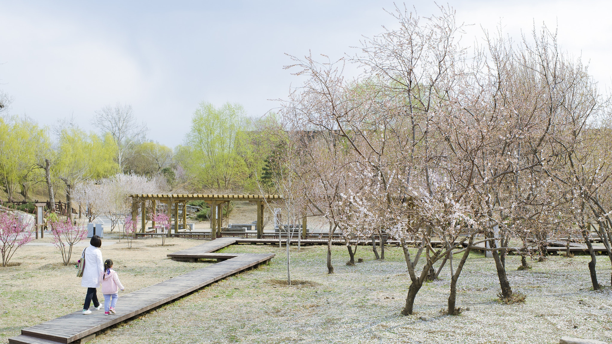 Nikon D3S + Nikon AF-S Nikkor 35mm F1.4G sample photo. 春 photography