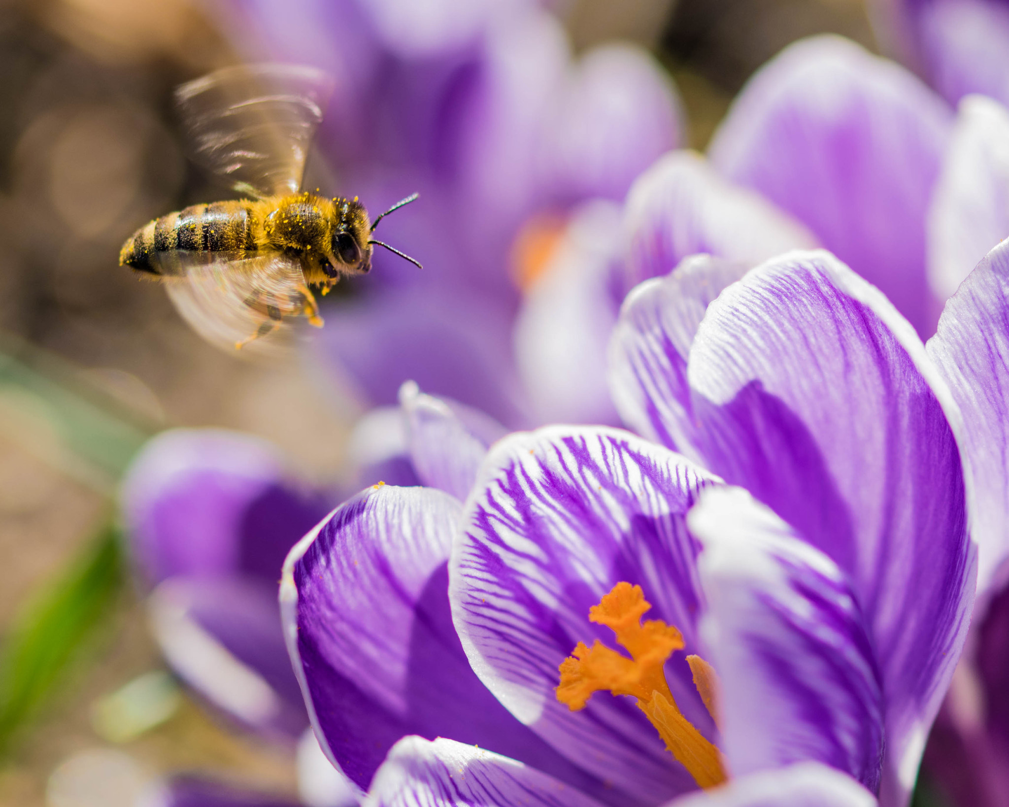 Sigma 105mm F2.8 EX DG OS HSM sample photo. Hardworking little bee photography