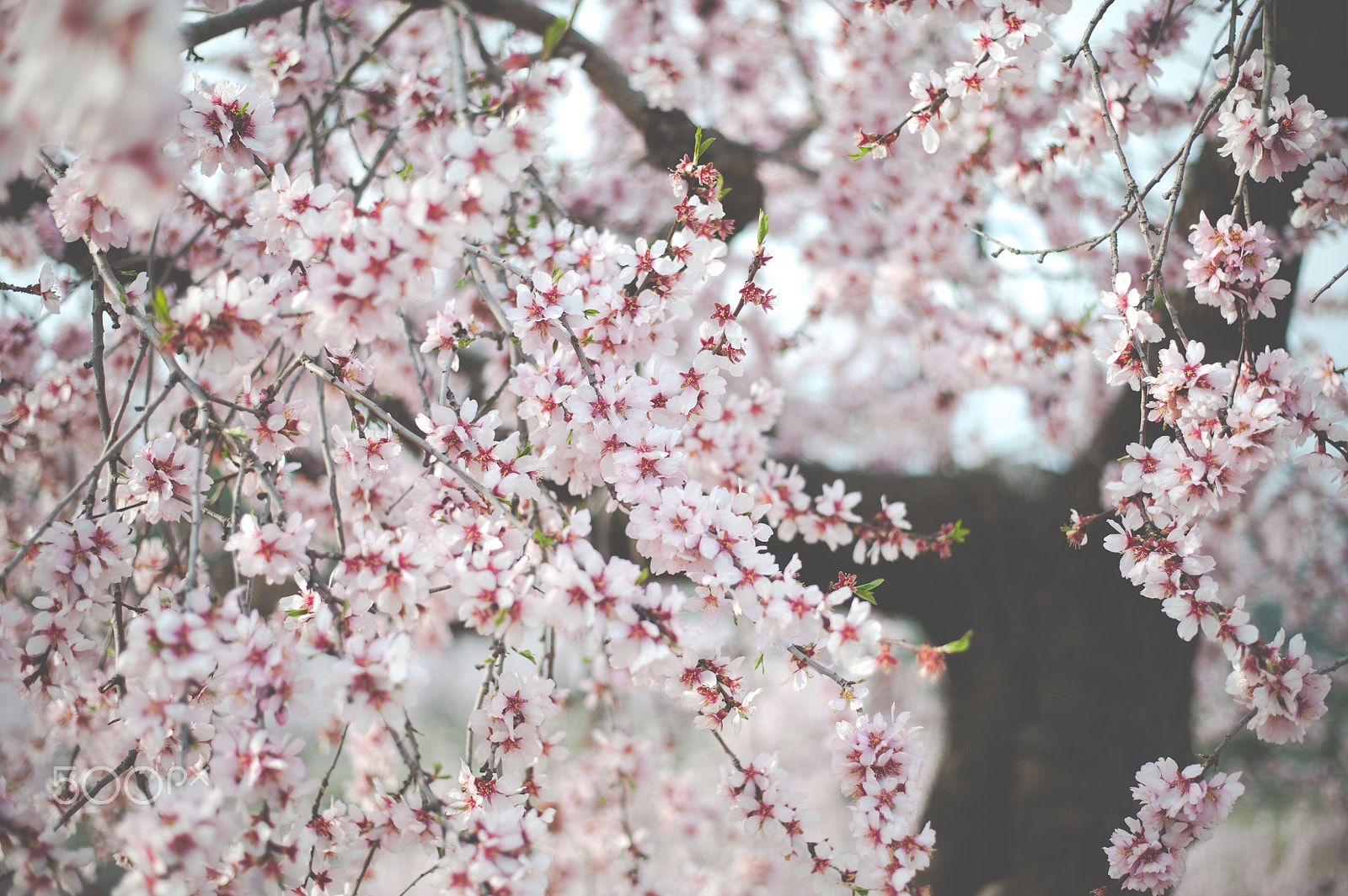 Nikon D700 + Nikon AF-S Nikkor 50mm F1.8G sample photo. Spring pink blossom tree photography