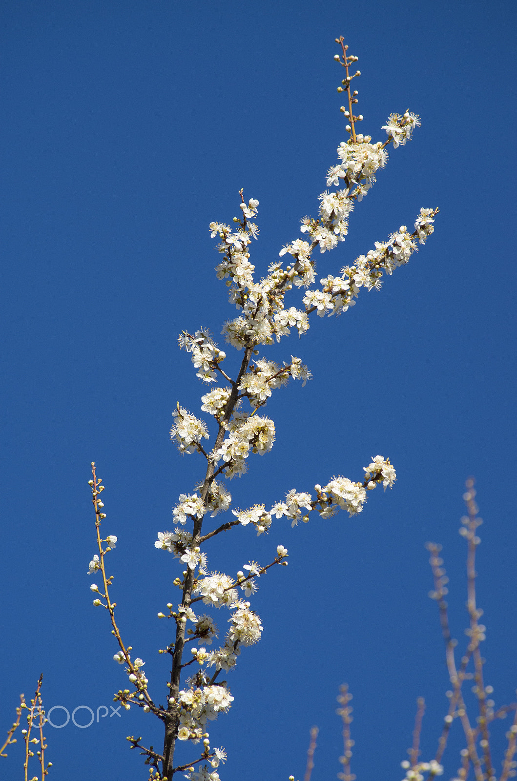 smc PENTAX-DA L 55-300mm F4-5.8 ED sample photo. Springtime blooming. photography