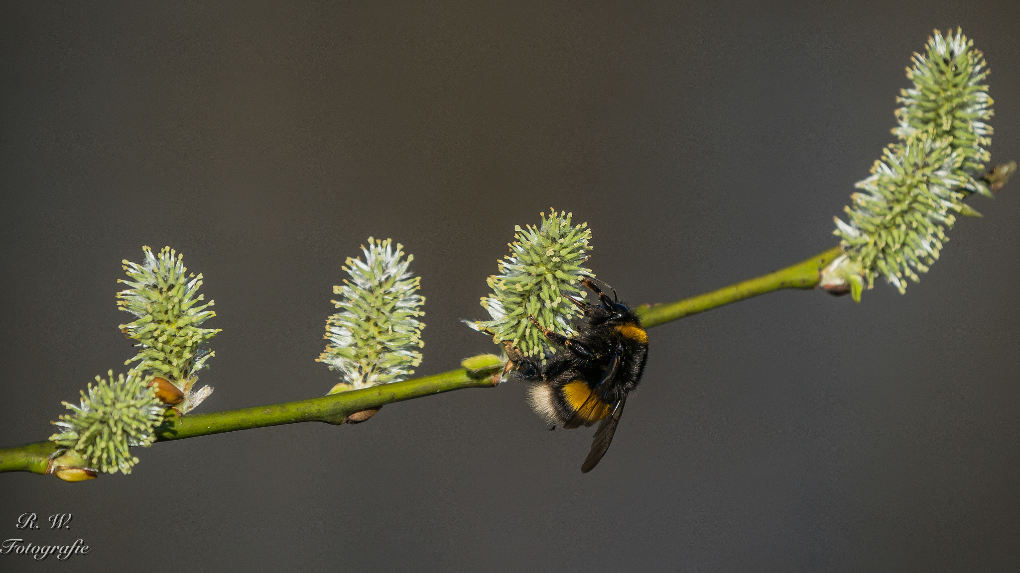 Panasonic DMC-G81 + LEICA DG 100-400/F4.0-6.3 sample photo. Weidekätzchen mit hummel photography